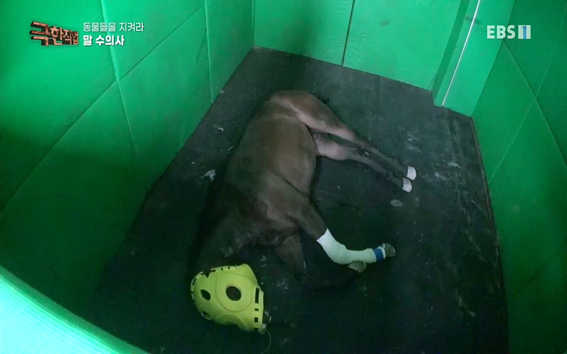 TV - 교육의 중심 EBS동물들을 지켜라, 수의사와 유기 동물 구조팀.mp4_20220913_200143.735.jpg