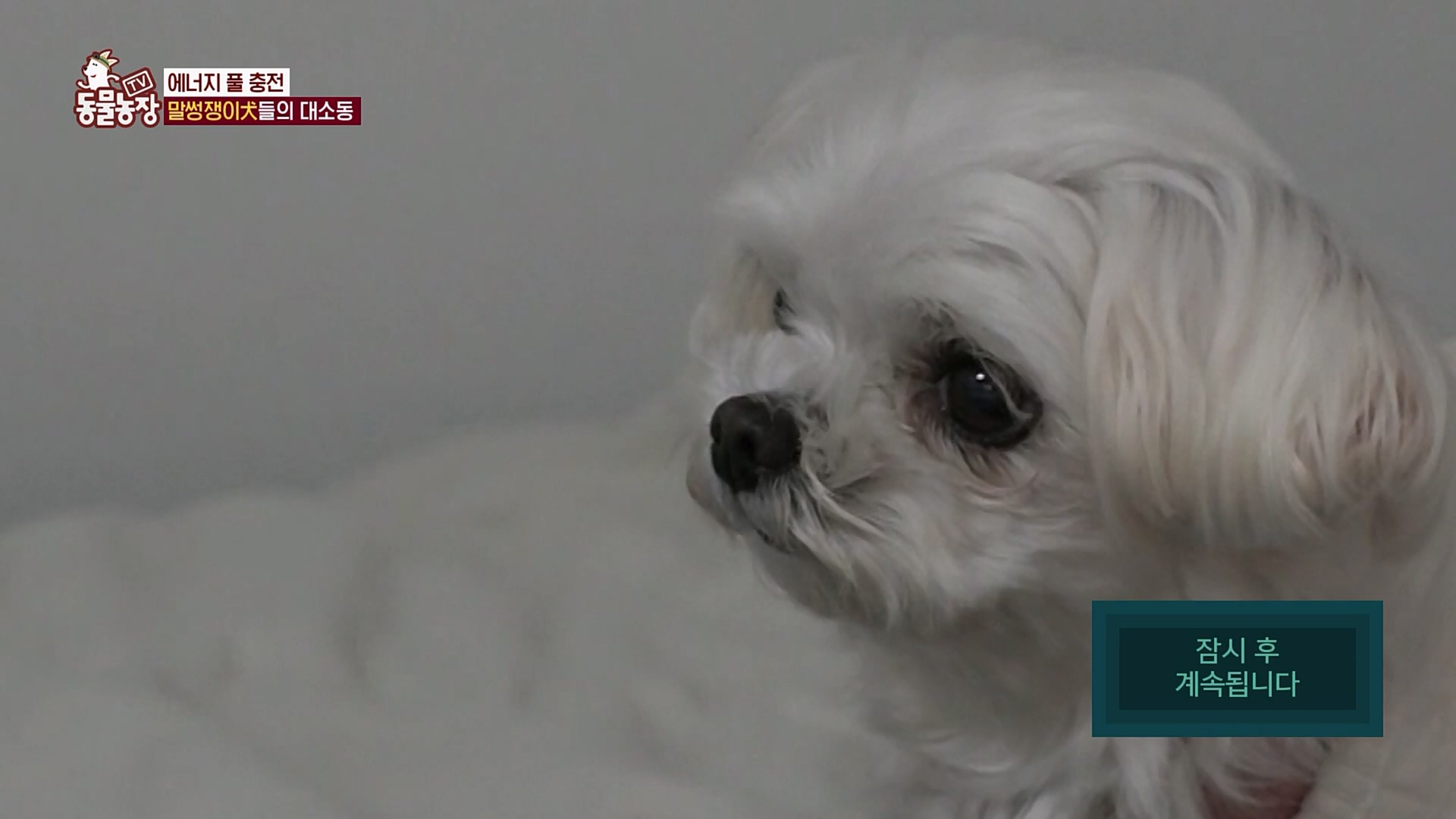 TV 동물농장.E1107.230205p.H264-F1RST.mp4_20230205_174002.481.jpg