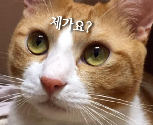  코리안숏헤어 고양이유튜버/치즈