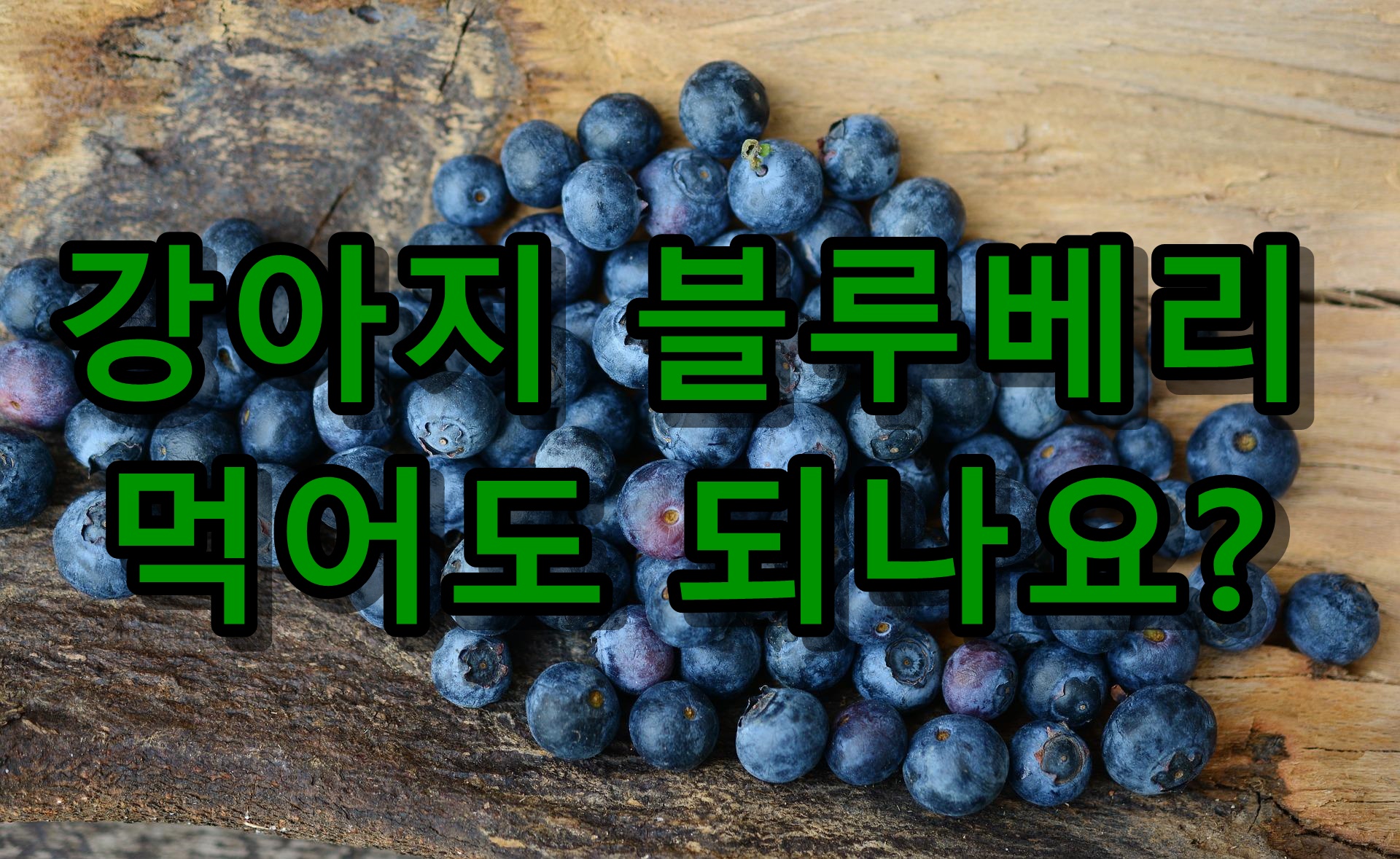 강아지 블루베리 먹어도 되나요?