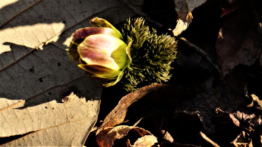 복수초 한 송이&#44; 막 개화되는 곷봉오리&#44; 꽃받침아래에 붙은 푸른 잎새&#44; 햇빛 우측광&#44; 글게 드리운 곷봉오리 그림자&#44; 어두운 꽃밭