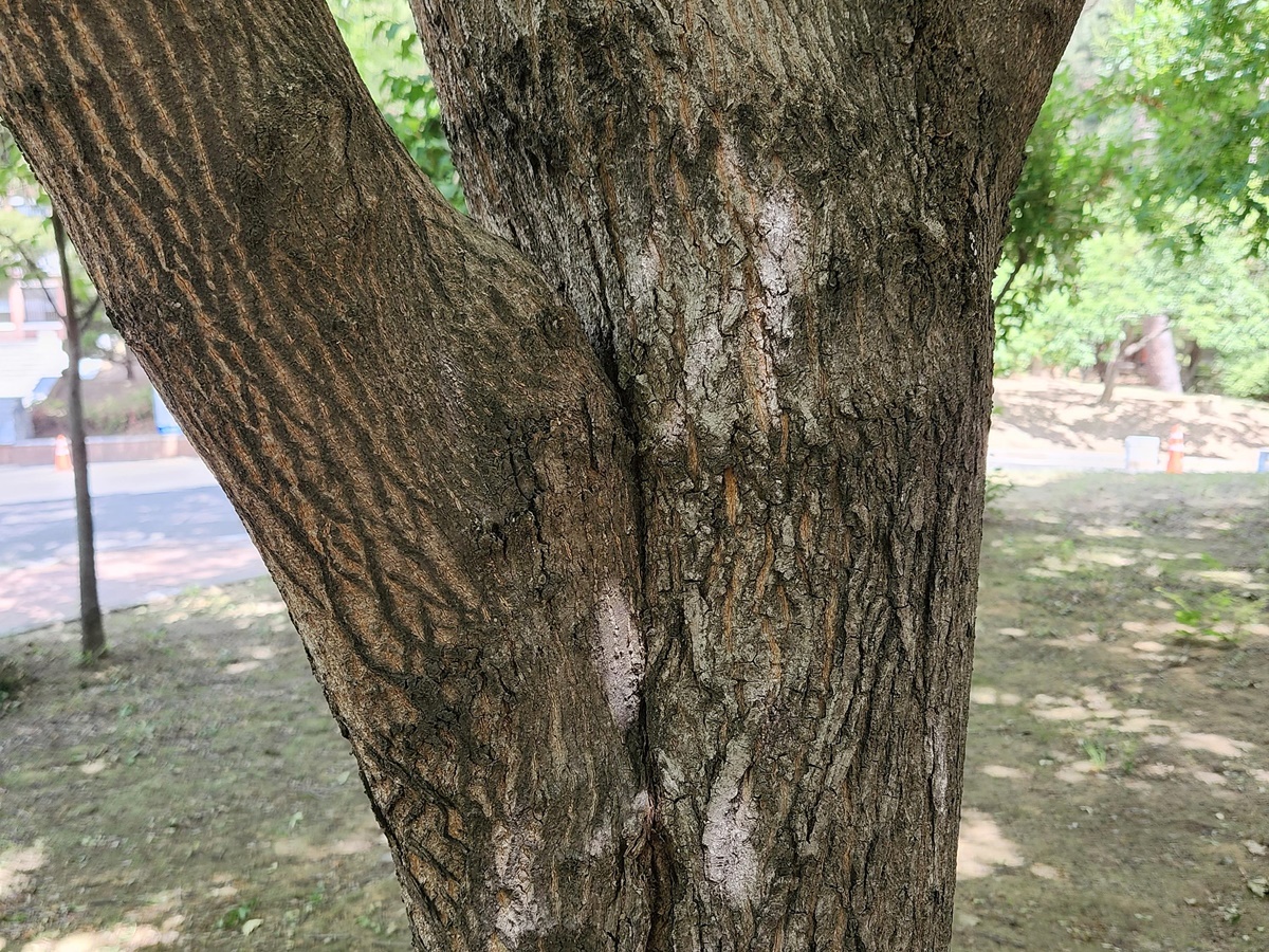 고로쇠나무