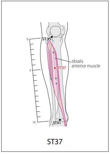 족양명위경 (ST) > ST37 상거허 (上巨虛) 1