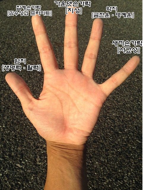  손가락 길이로 보는 성격과 운세