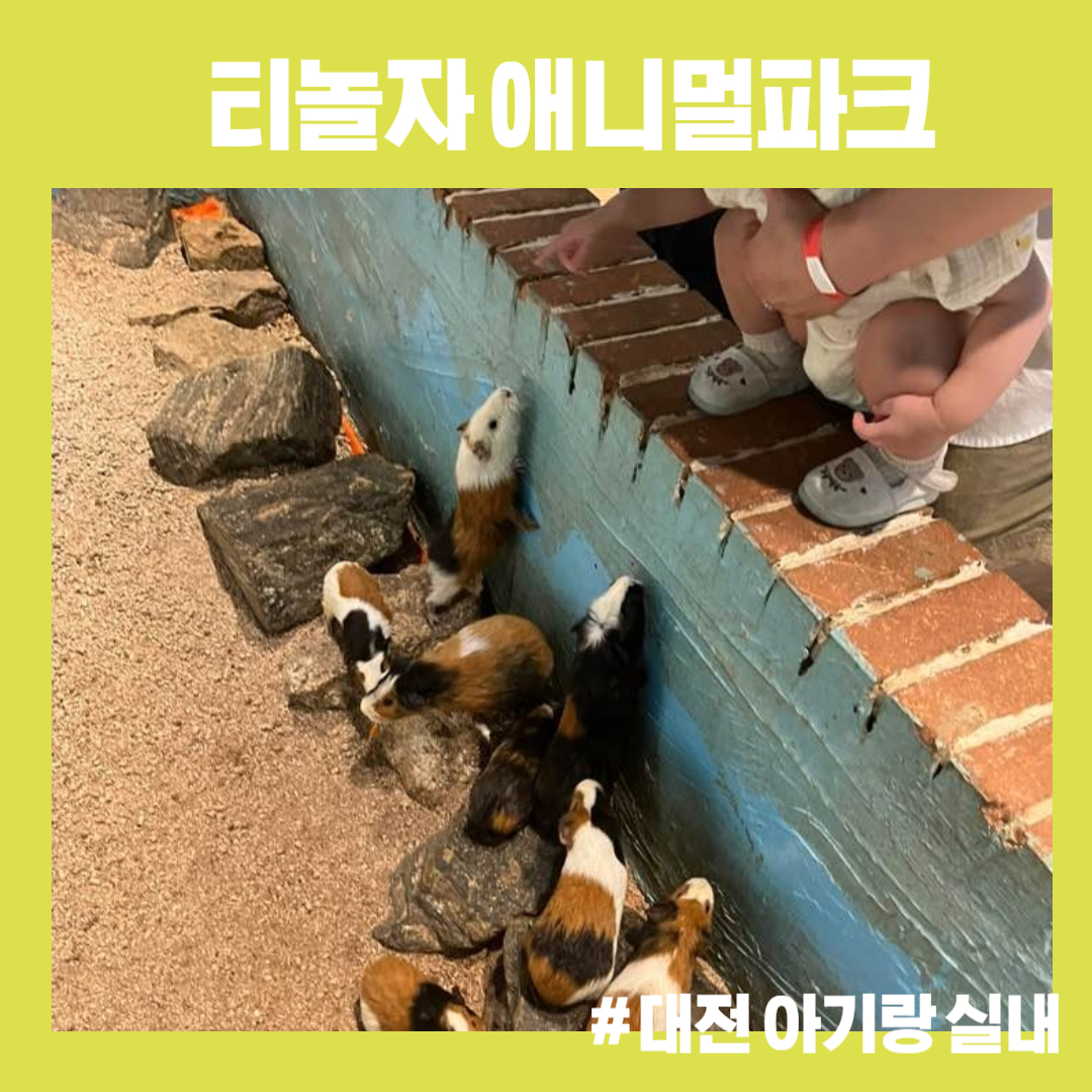  [대전 아기랑 갈만한 곳] 18개월 아기랑 티놀자 애니멀파크 방문