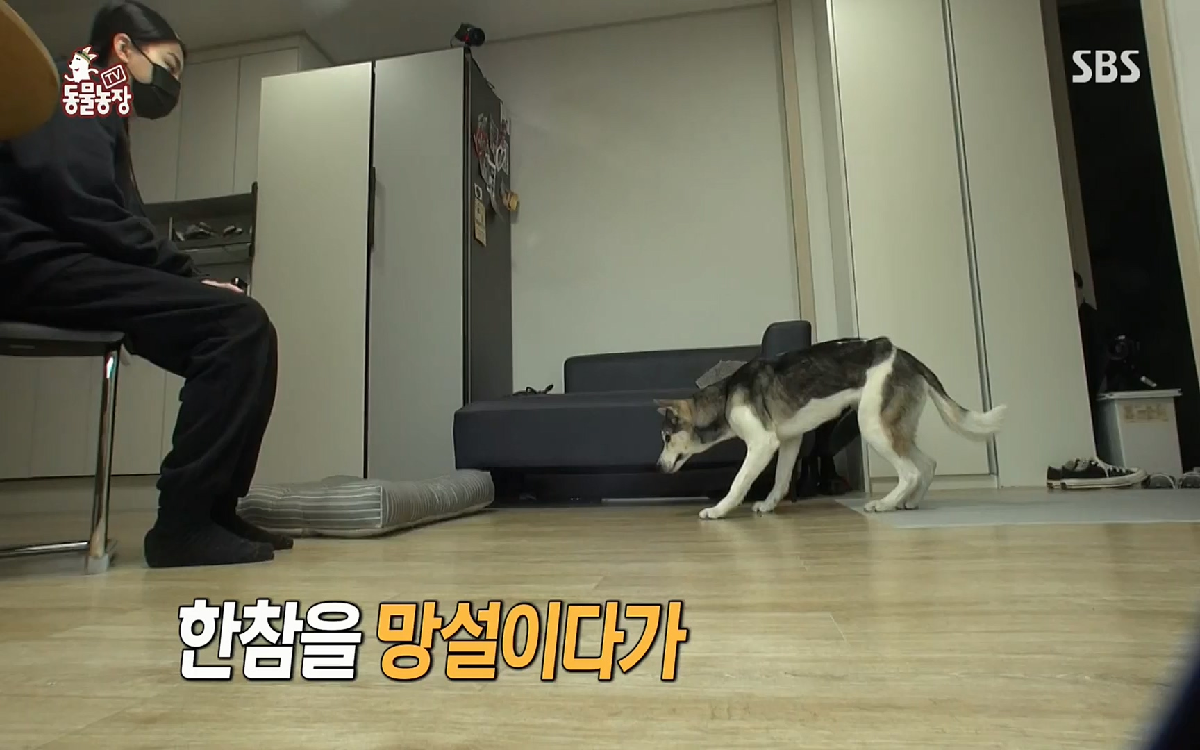 TV 동물농장.E1066.220424p.H264-F1RST.mp4_20220424_201021.946.jpg