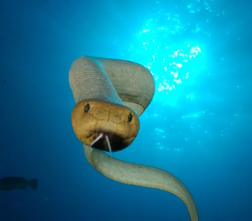 올리브바다뱀