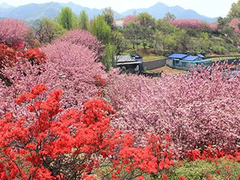 전주 완산칠봉 꽃동산 등산로 벙커 코스_1