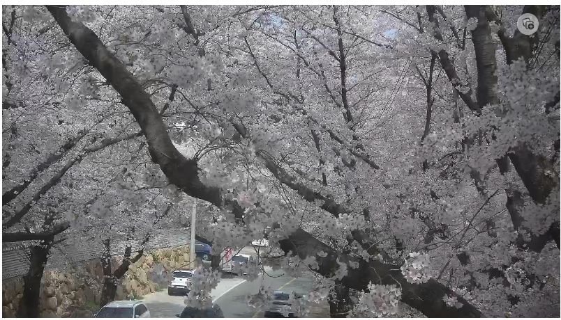 신촌교 부근의 만개한 벚꽃 나무