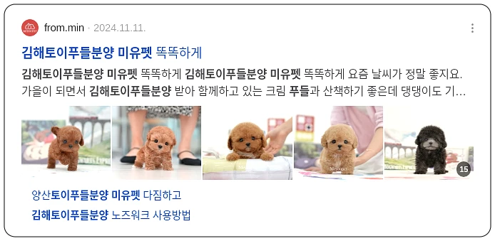 미유펫 김해 토이 푸들 분양_2_subsection