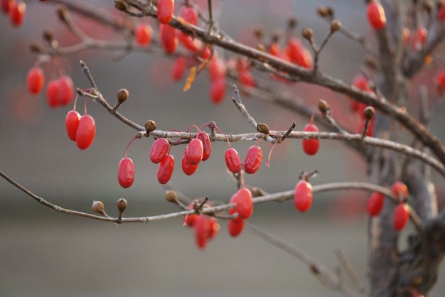 산수유 열매