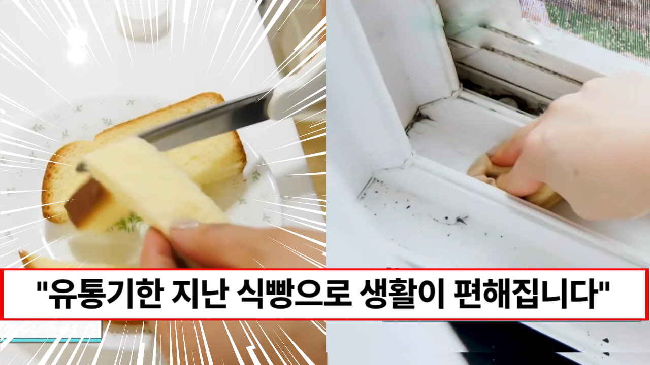 “유통기한 지난 식빵 절대 버리지 마세요” 주부 9단이 알려주는 버리는 식빵 활용꿀팁 4가지 “유통기한 지난 식빵 절대 버리지 마세요” 주부 9단이 알려주는 버리는 식빵 활용꿀팁 4가지