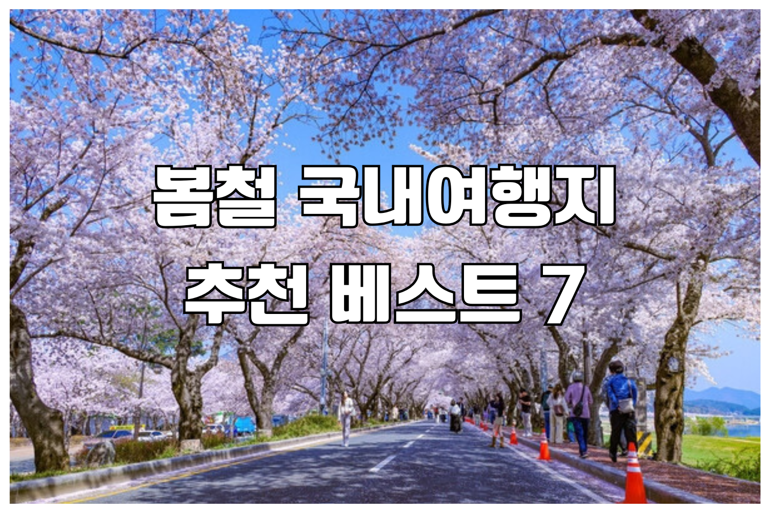 경주 벚꽃