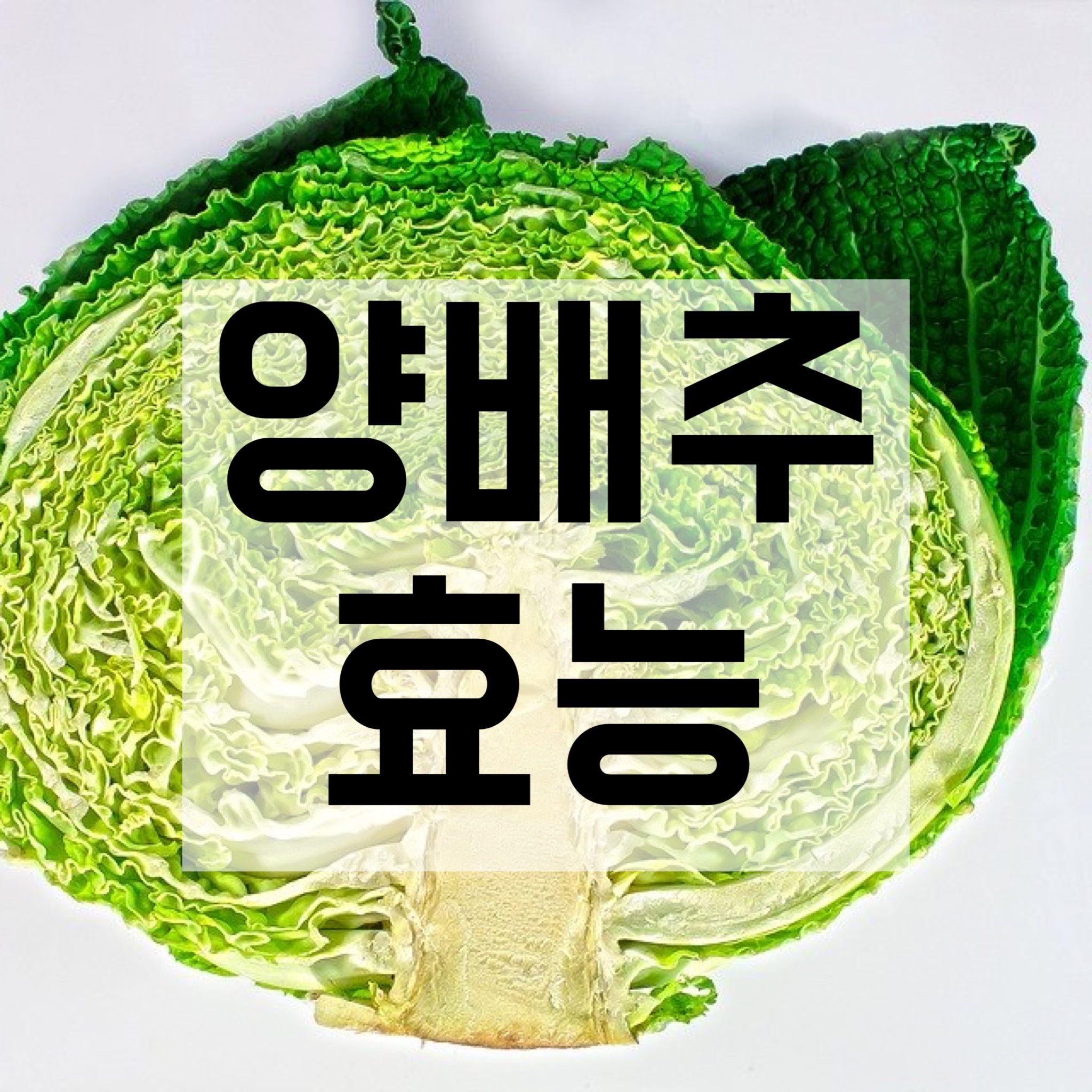  양배추 효능