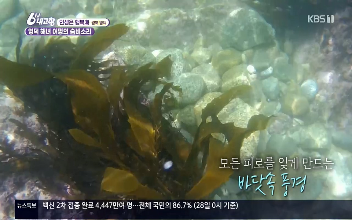 6시 내고향.E7498.220329p.H264-F1RST.mp4_20220329_184056.102.jpg