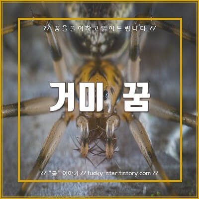  【꿈해몽/꿈풀이】거미 꿈