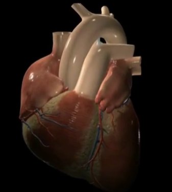 컴퓨터그래픽으로 표현한 심장모습