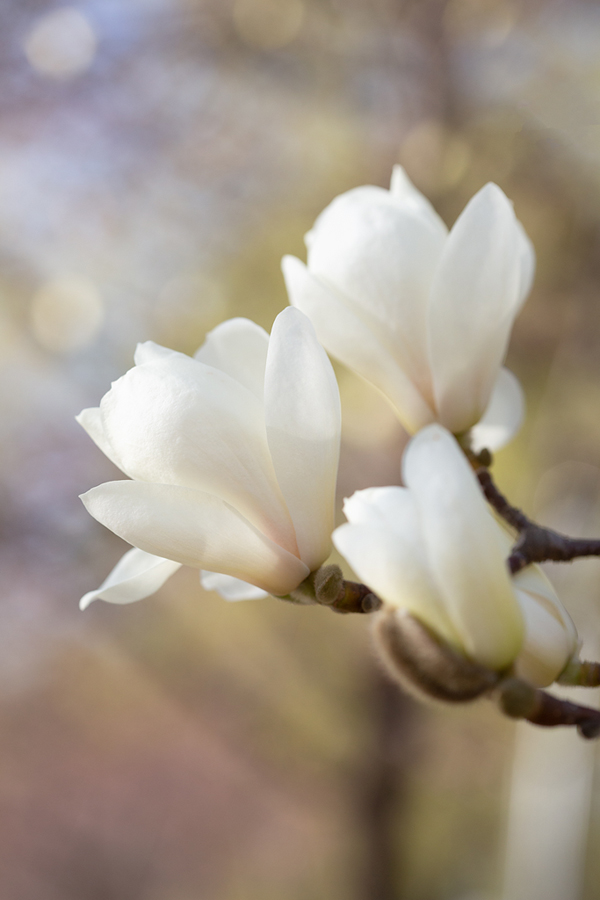  봄꽃 목련 효능과 꽃말 (Kobus magnolia)