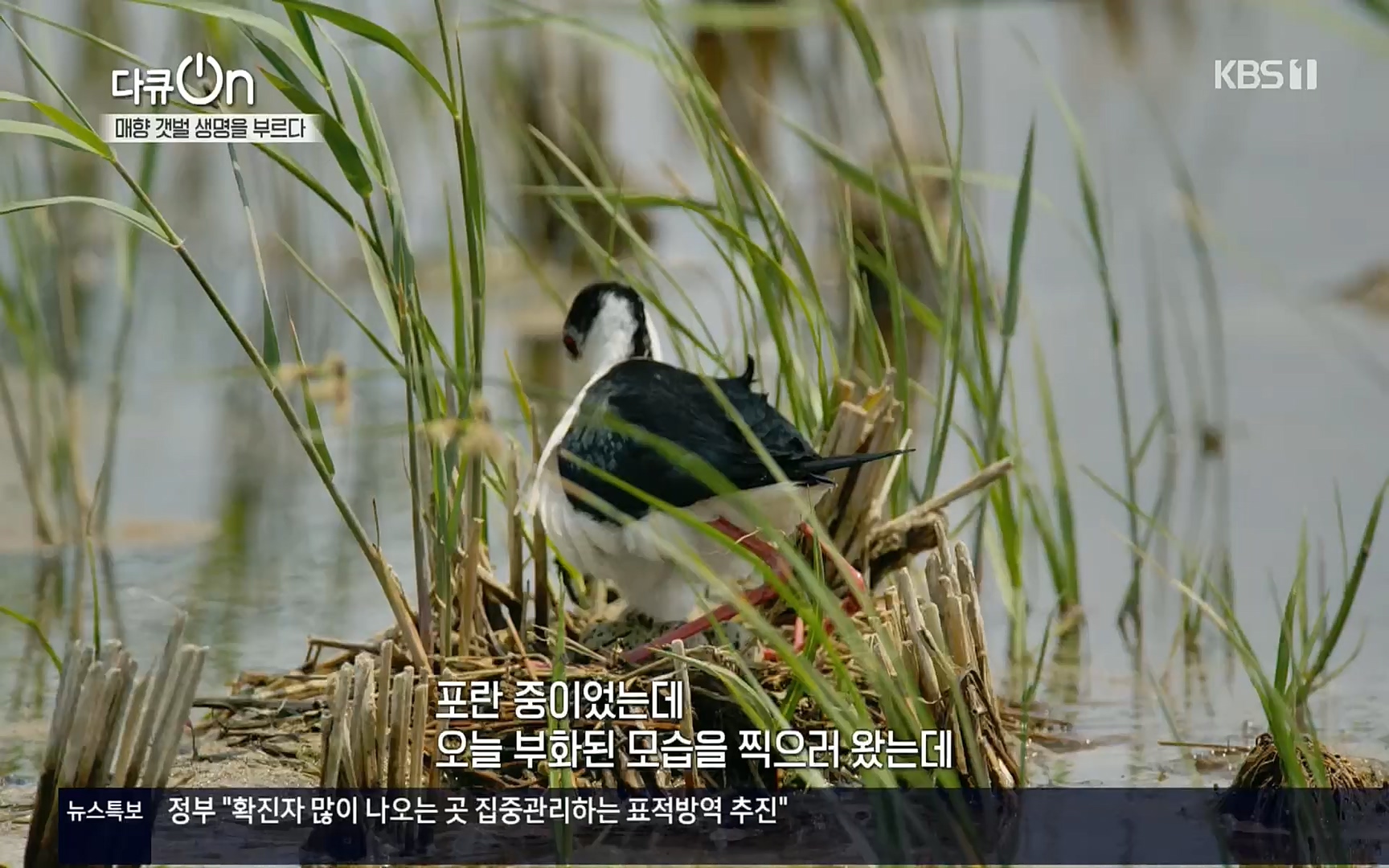 다큐 On.E151.220805p.H264-F1RST.mp4_20220806_193412.571.jpg