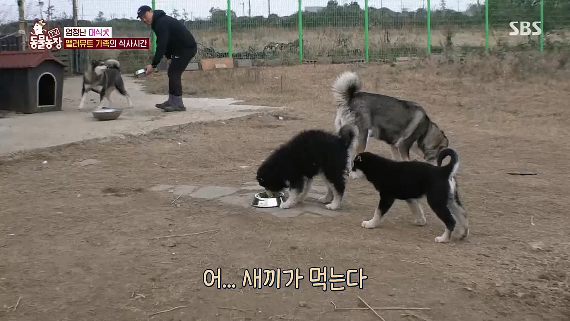 TV 동물농장.E1107.230205p.H264-F1RST.mp4_20230205_173956.244.jpg