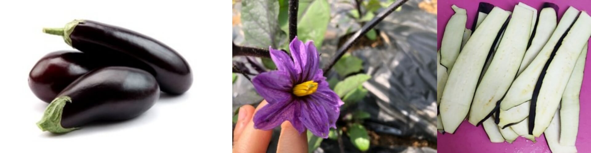 가지 Eggplant 주근깨 치료