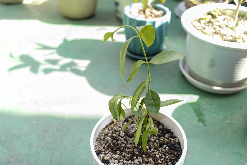 겨울에 구입한 구아바나무 분갈이후 5