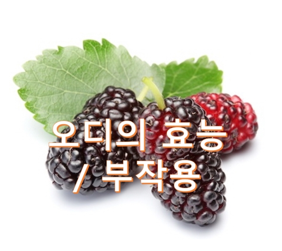  오디의 효능과 오디의 부작용 알아보기!!