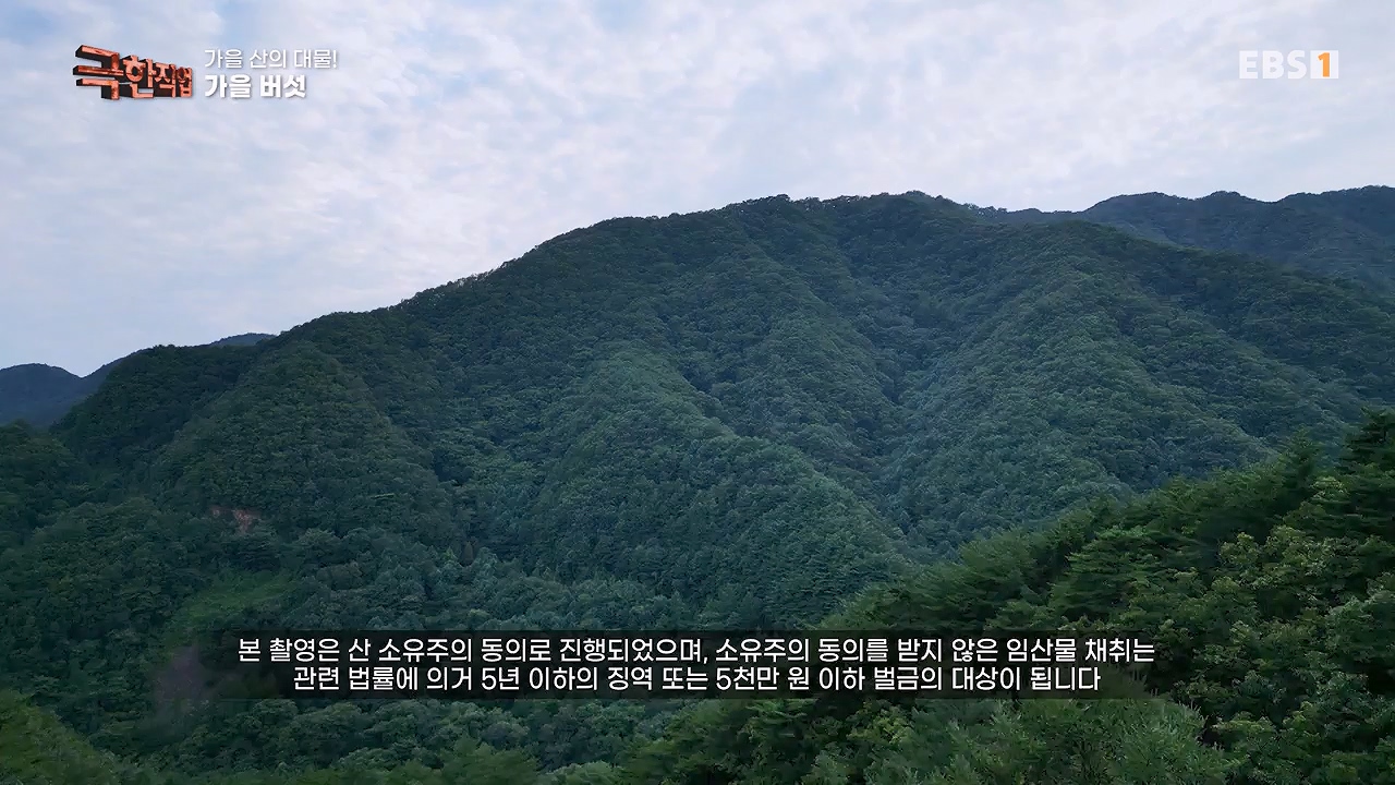 TV - 전 국민의 평생학교 EBS가을 산의 대물! 석청과 버섯.mp4_20230916_171656.715.jpg