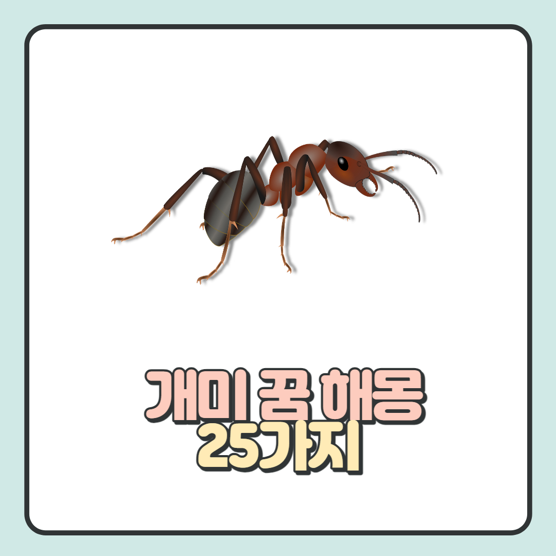 개미-꿈-해몽