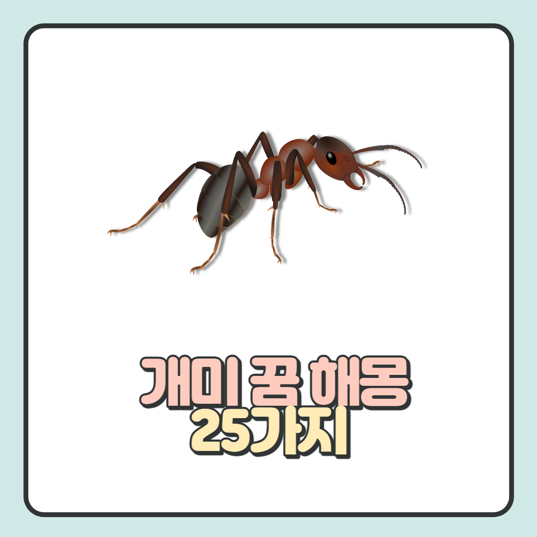  개미 꿈 해몽 대표적 뜻과 상황에 따른 개미 꿈 풀이 25가지 알아보기!
