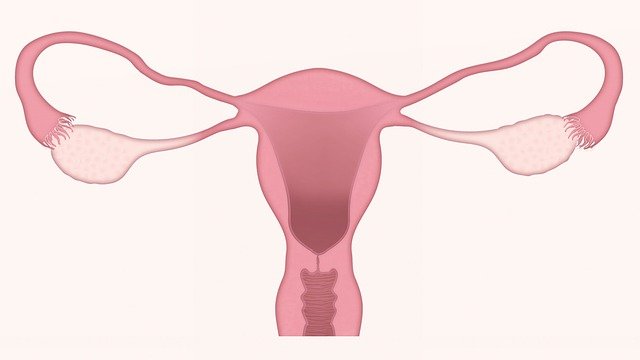 자궁내막 정상두께 및 검사방법