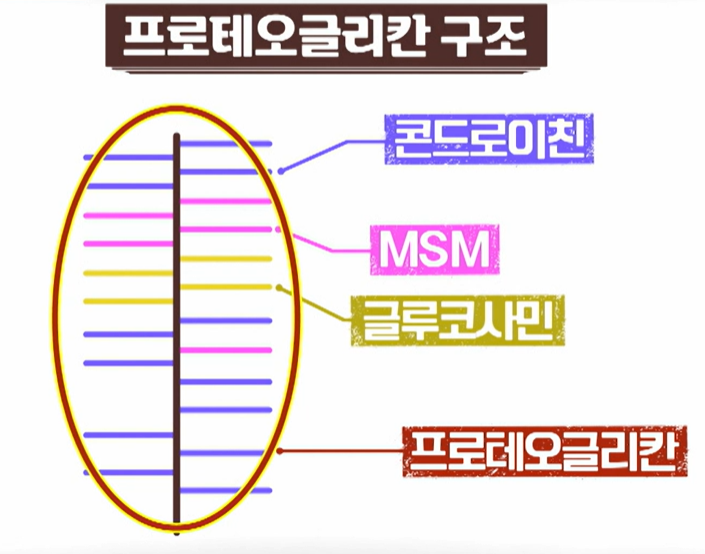 프로테오글리칸 구조