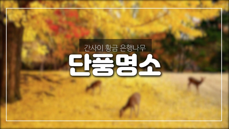  간사이지방에서 황금 은행 나무를 볼 수있는 "단풍 명소"-나라공원,히가시혼간지,니시혼간지등