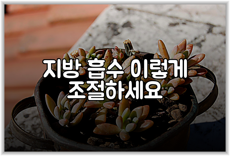 지방 흡수 이렇게 조절하세요
