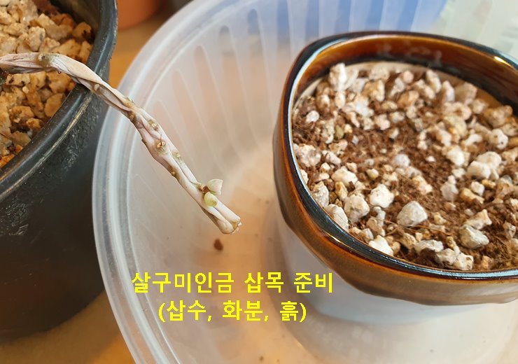 살구미인금 삽목 준비(삽수 화분 흙)