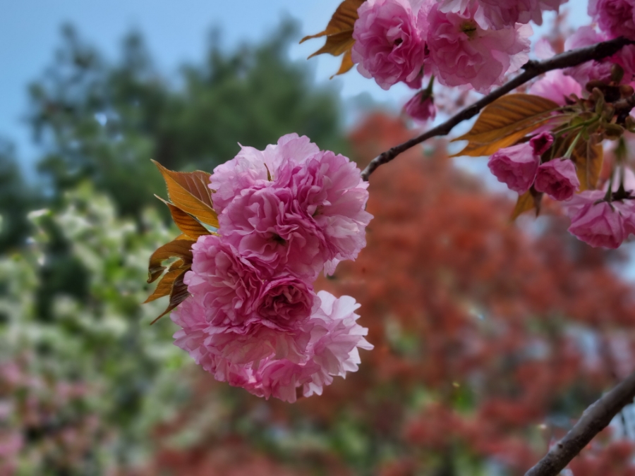 남이섬 배시간표 남이섬 배시간표, 할인 방법, 93