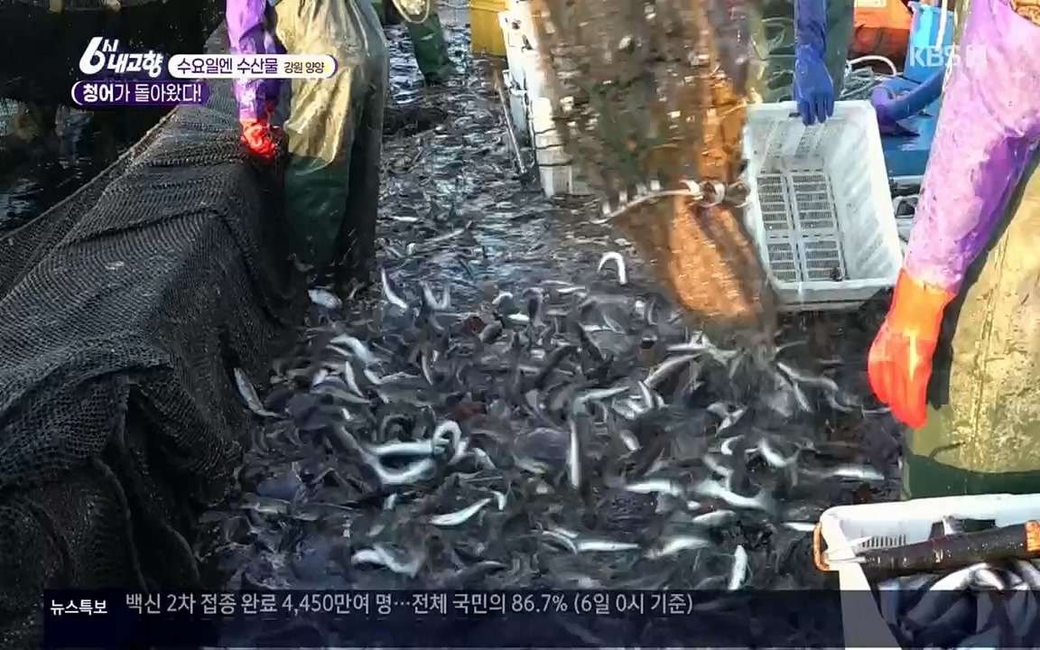 6시 내고향.E7505.220407p.H264-F1RST.mp4_20220411_180234.493.jpg