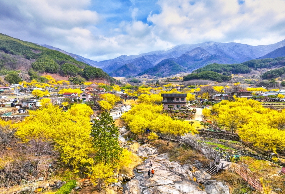 제 25회 구례 산수유꽃 축제 초대 가수(박서진 요요미 진시몬 현진우 이정옥) 및 일정 프로그램 소개