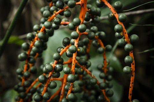 Benefits-of-Saw-Palmetto