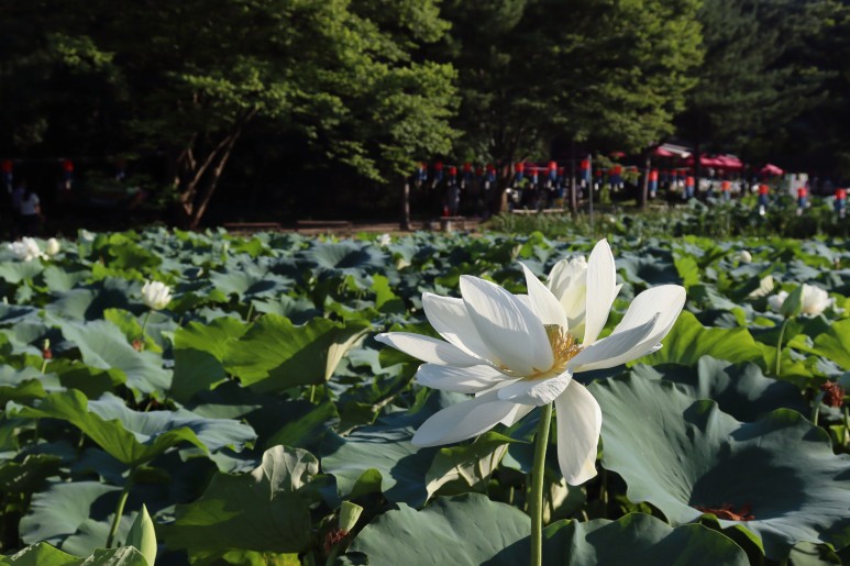 봉선사 연꽃 피는 시기 꽃놀이 합니다~경기도 연꽃축제 남양주여행 29