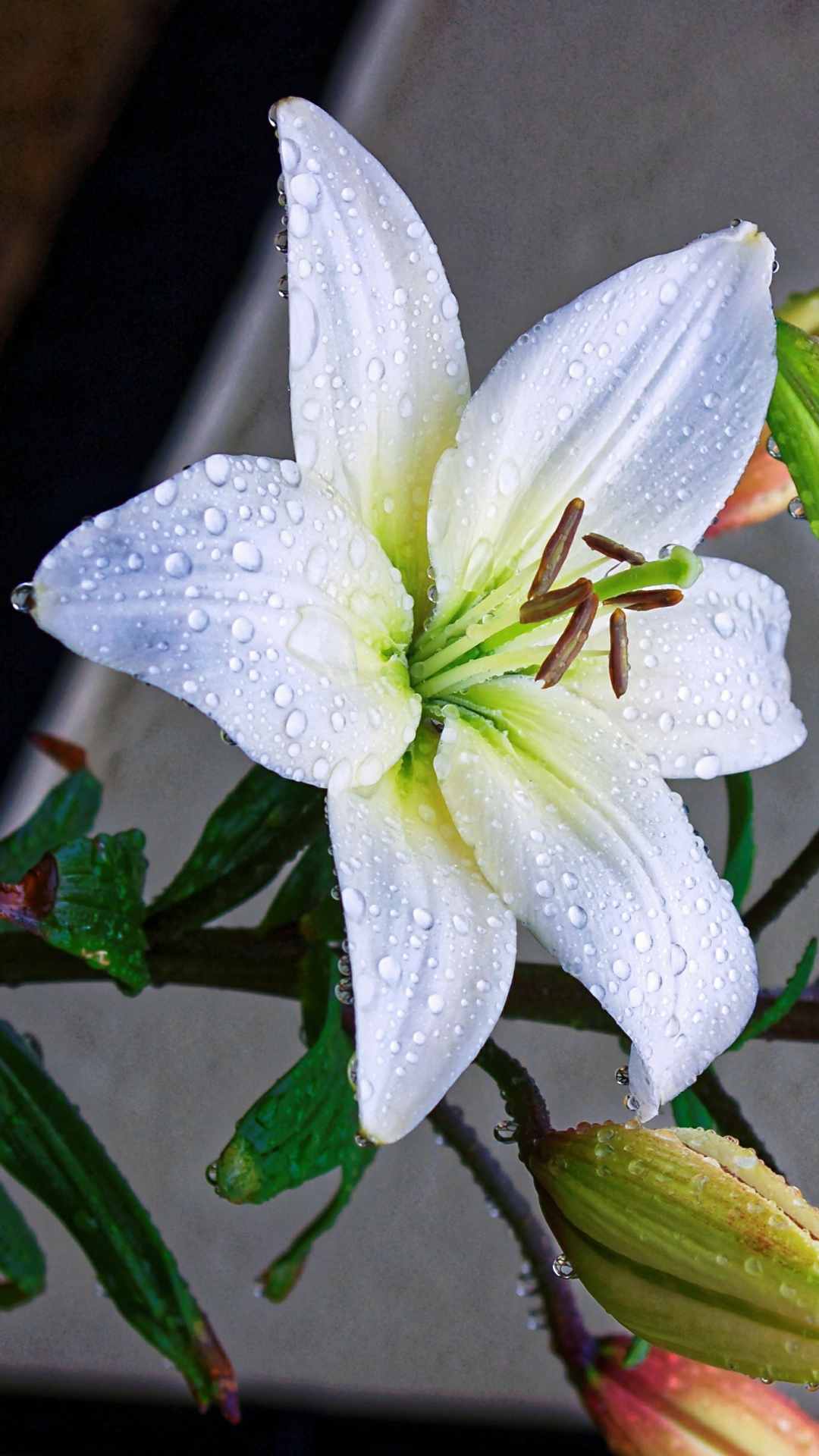 Lily Flower iPhone Wallpaper