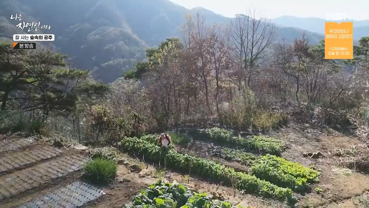 나는 자연인이다.E582.231130p-NEXT.mp4_20231130_200812.711.jpg