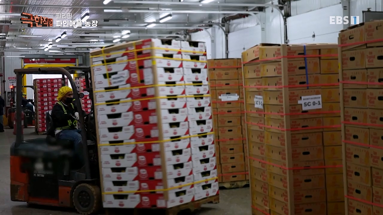 TV - 교육의 중심 EBS필리핀 바나나, 파인애플 농장.mp4_20230302_202910.620.jpg