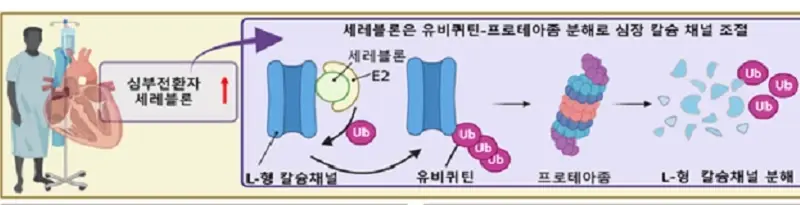  심장 수축력 조절하는 세레블론단백질의 새로운 기능 규명