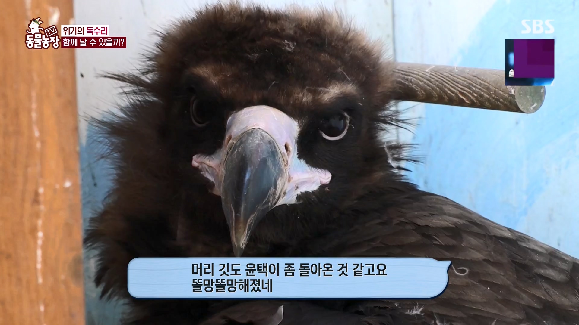 TV 동물농장.E1157.240204p-NEXT.mp4_20240204_172406.168.jpg