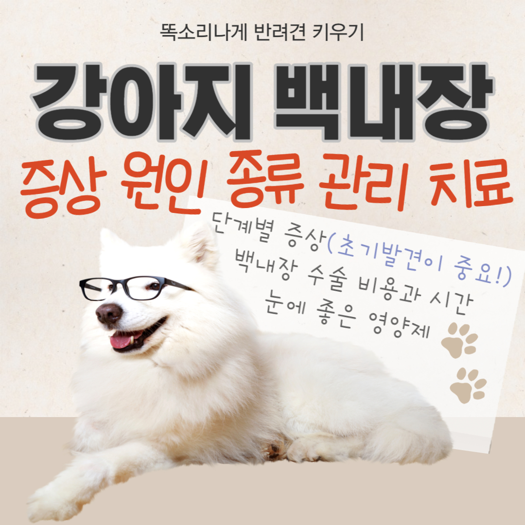 강아지 백내장 증상, 종류, 관리, 치료법