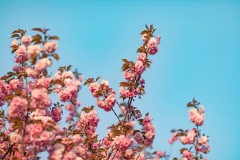 전국 겹벚꽃 명소 베스트 10 관광지_13