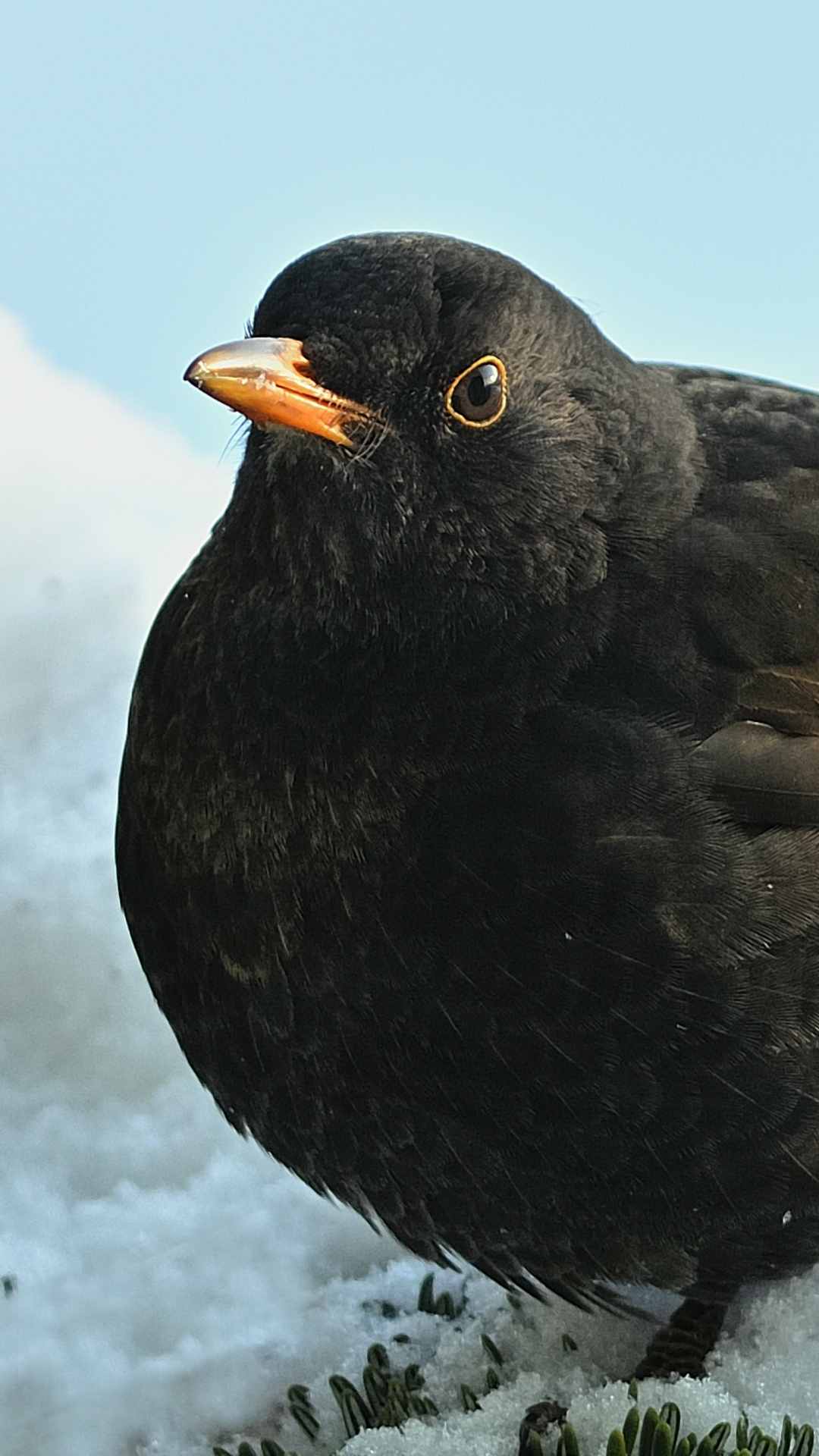 Bird Animal Photo iPhone Wallpaper