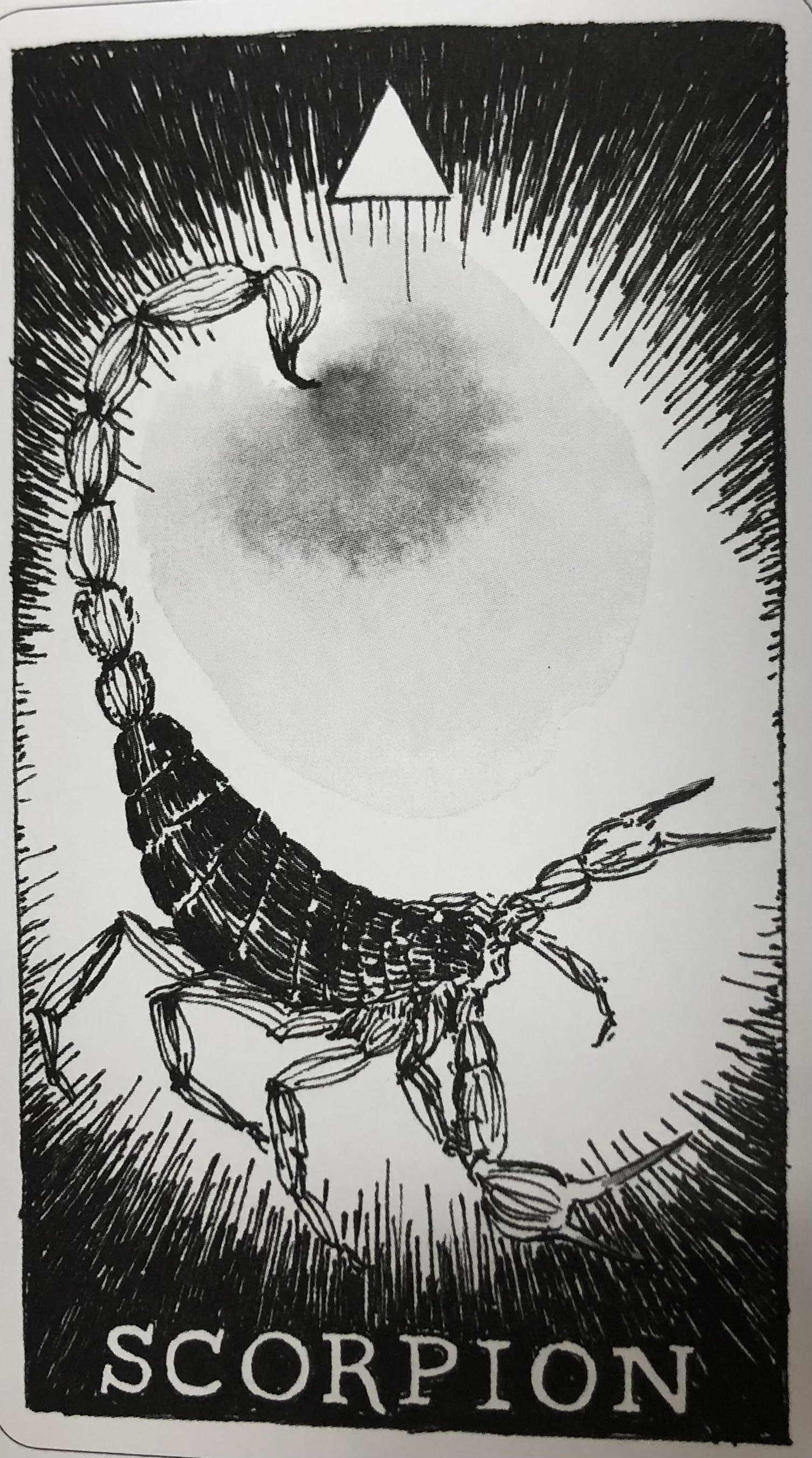  [오라클카드배우기/와일드언노운애니멀스피릿]The Wild Unknown Animal Spirit Scorpion 전갈 해석 및 의미