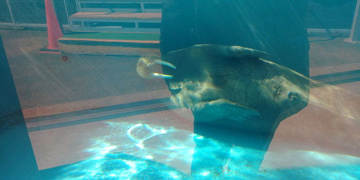 토바-수족관에서-사육하는-바다코끼리가-가만히-누워있는-모습을-찍은-사진